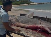 Pescadores afirmam ter capturado tubarão-tigre em praia de Coruripe
