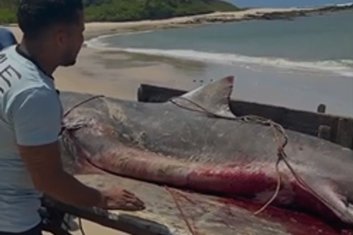 Pescadores afirmam ter capturado tubarão-tigre em praia de Coruripe