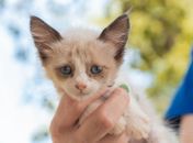 Cães e gatos vão estar disponíveis para adoção responsável no domingo (23)