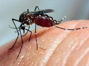 Mosquito transmissor da dengue