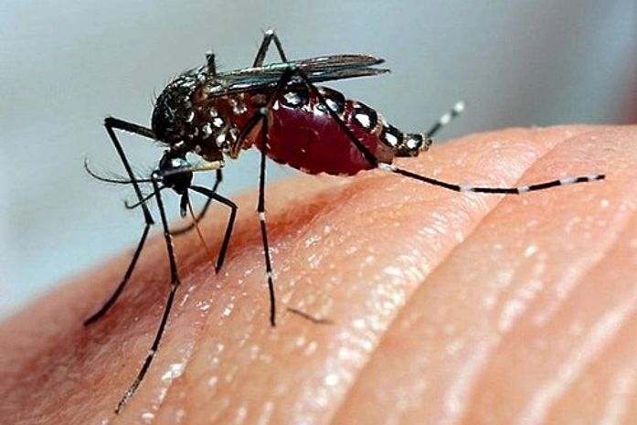 Mosquito transmissor da dengue