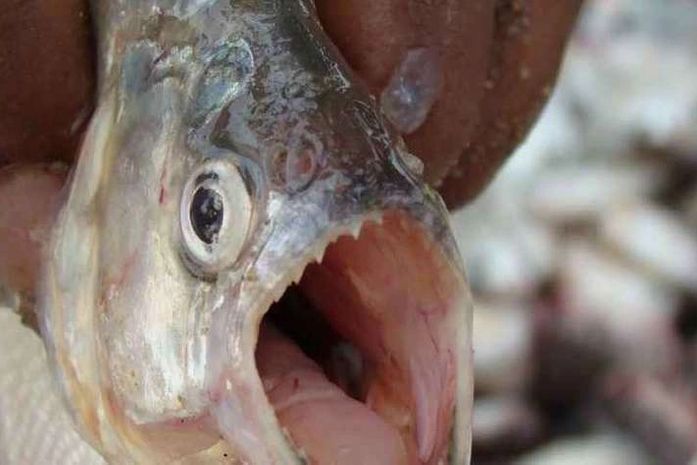 Banhistas são atacados por pirambebas no Rio São Francisco, em Pão de Açúcar