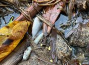 Pesquisadores investigam as causas da mortandade de peixes na Lagoa Mundaú