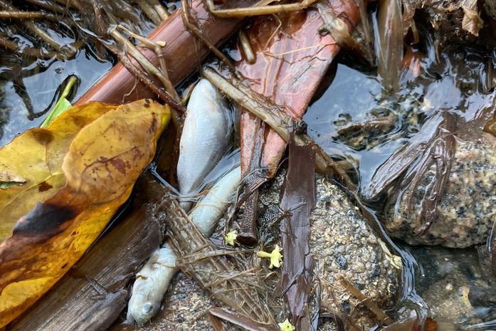 Pesquisadores investigam as causas da mortandade de peixes na Lagoa Mundaú