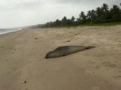 Elefante-marinho é flagrado em praia no Litoral Norte de Alagoas