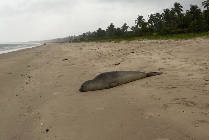 Elefante-marinho é flagrado em praia no Litoral Norte de Alagoas