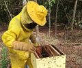 Muito além do mel, Sebrae lança projeto que vai impulsionar apicultura e meliponicultura no Sul de Alagoas