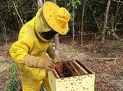Muito além do mel, Sebrae lança projeto que vai impulsionar apicultura e meliponicultura no Sul de Alagoas