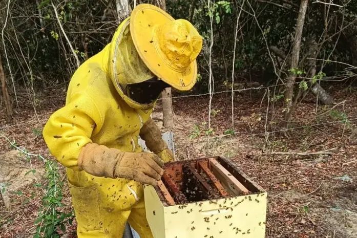 Muito além do mel, Sebrae lança projeto que vai impulsionar apicultura e meliponicultura no Sul de Alagoas