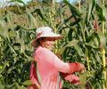 Governo abre edital para interessados no Programa de Aquisição de Alimentos (PAA)