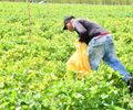 Em São Miguel, colheita do Projeto “Comida na Mesa” fortalece a agricultura familiar e movimenta mais de meio milhão de reais em
produção
