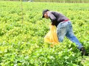Em São Miguel, colheita do Projeto “Comida na Mesa” fortalece a agricultura familiar e movimenta mais de meio milhão de reais em
produção
