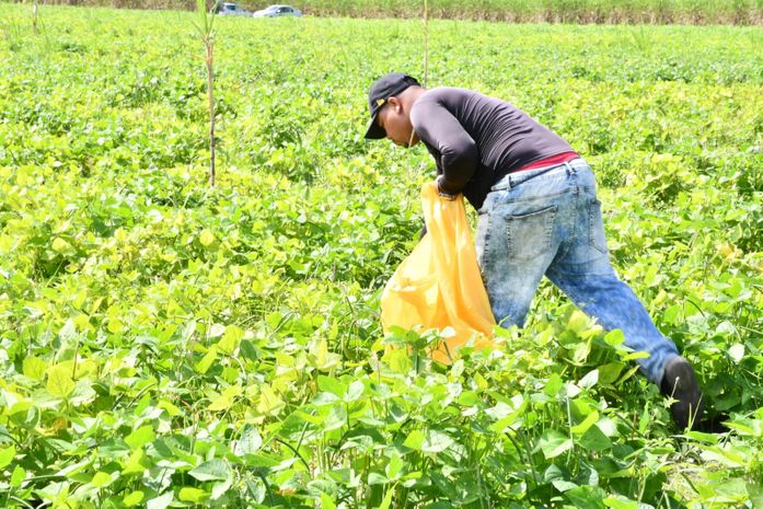 Em São Miguel, colheita do Projeto “Comida na Mesa” fortalece a agricultura familiar e movimenta mais de meio milhão de reais em
produção
