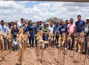 Dia de campo mostra resultados de produtor da CPLA com uso de biotecnologia do Prospera