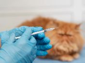 Falsa veterinária é indiciada após morte de gato em cirurgia de castração