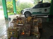 Mais de 110 animais são resgatados durante fiscalização