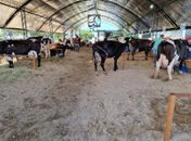 Secretaria de Agricultura prepara programação para a 40ª Expo Bacia Leiteira; confira
