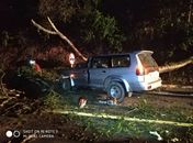 Queda de árvore em rodovia deixa passageiros de veículos feridos; um em estado grave
