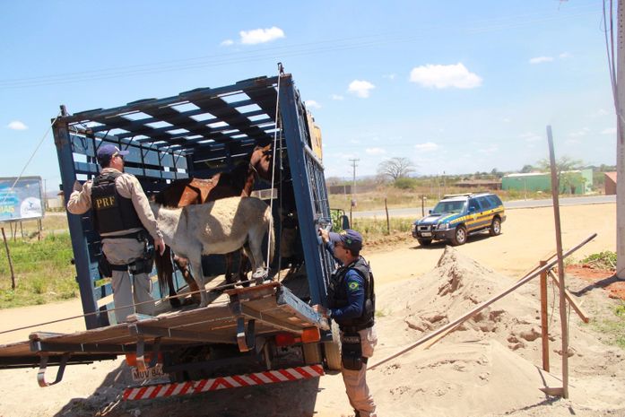 Animais sendo apreendidos pela PRF
