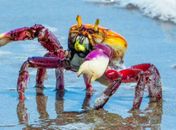 Caranguejo-uçá: IMA/AL alerta sobre o período de defeso em Alagoas
