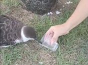 Vídeo de mulher dando água em copo para ave em Maceió acende alerta para risco de gripe aviária