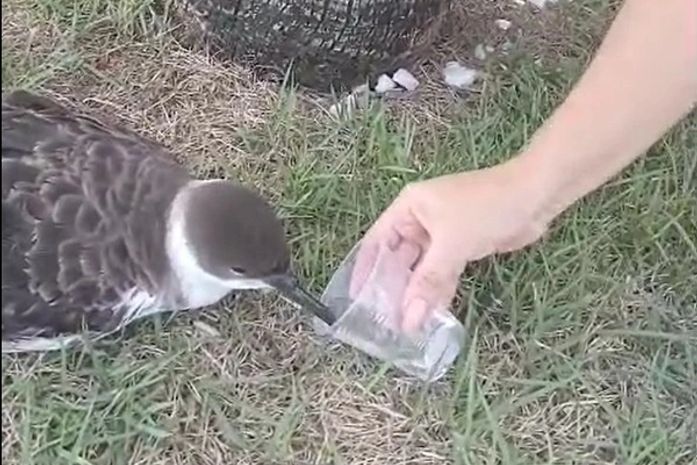 Vídeo de mulher dando água em copo para ave em Maceió acende alerta para risco de gripe aviária