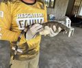 Atuação rápida da equipe da FPI salva a vida de iguana com machucado na pata