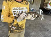 Atuação rápida da equipe da FPI salva a vida de iguana com machucado na pata