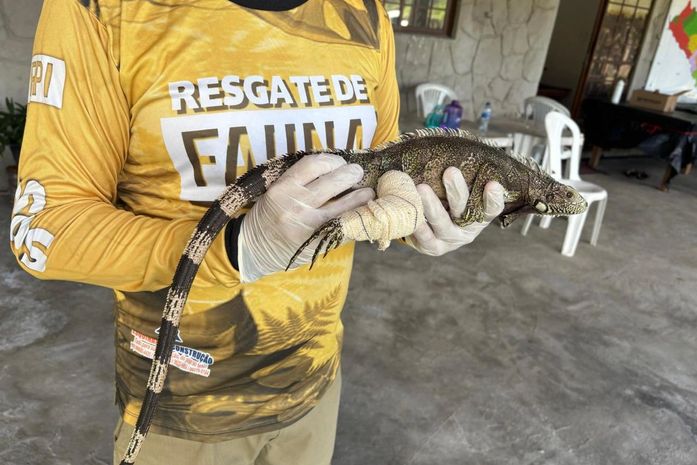 Atuação rápida da equipe da FPI salva a vida de iguana com machucado na pata
