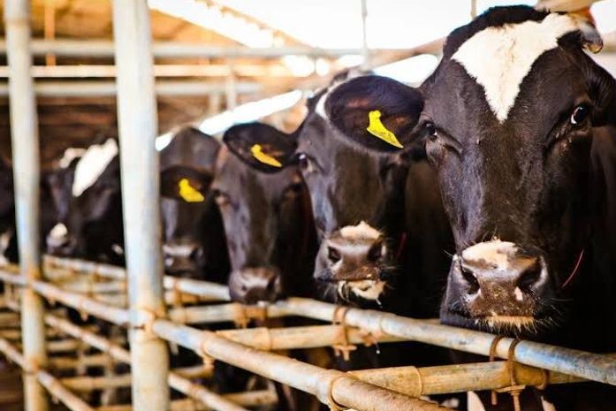 Crescimento da Pecuária traz força econômica para o Nordeste