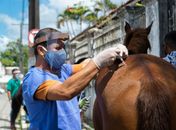 Programa de Acolhimento de Animais vacina cerca de 50 equinos em Bebedouro