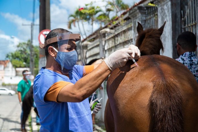 Programa de Acolhimento de Animais vacina cerca de 50 equinos em Bebedouro