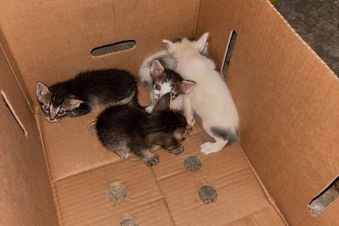 Filhotes de gatos abandonados na Mangabeiras são resgatados; homem é preso