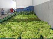 Agricultores familiares e entidades de Arapiraca  podem se inscreverem para o Programa de Aquisição de Alimentos 2020