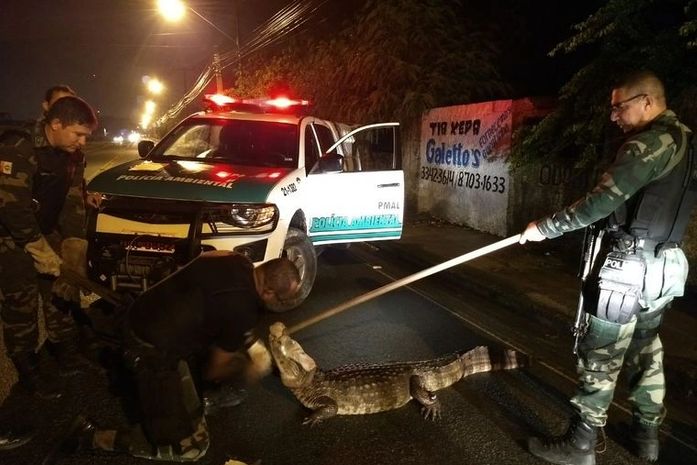 BPA captura jacaré no bairro do Tabuleiro do Martis