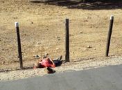 Homem morre eletrocutado na AL-220 