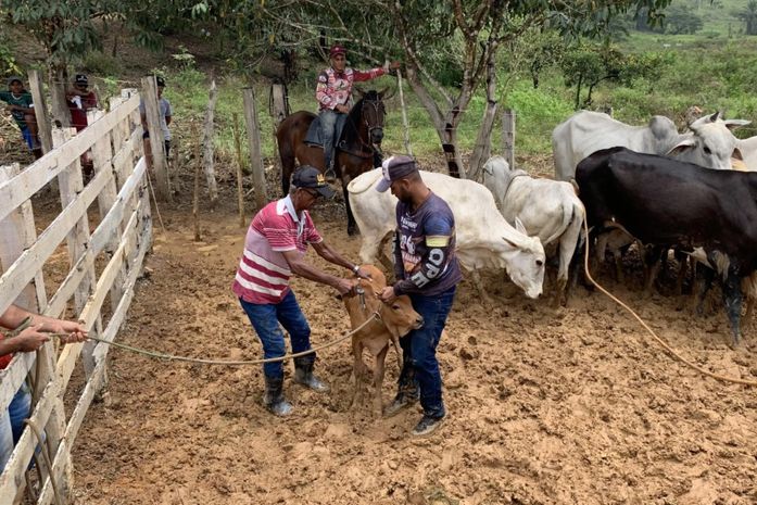 Prazo para declaração da vacinação contra aftosa é prorrogado em AL