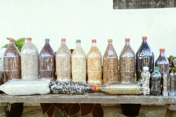 A adaptação das sementes, em territórios áridos, leva otimismo aos pequenos produtores do estado