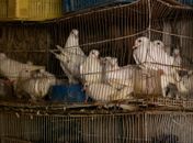 Aves e cabras estavam em condições de maus-tratos.