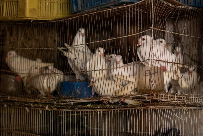 Aves e cabras estavam em condições de maus-tratos.