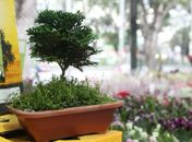 Decor: Festival de Flores de Holambra chega a Maceió nesta quinta (26)