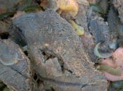 Sindicato diz que já encontraram até barata na comida dos agentes