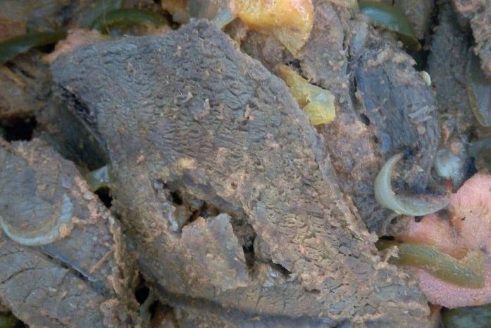 Sindicato diz que já encontraram até barata na comida dos agentes