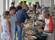Quaresma e Semana Santa aumentam fluxo de vendas dos frutos do mar
