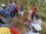Secretaria de Agricultura de Branquinha trabalha no fortalecimento do cultivo e produção da banana
