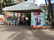 Cães e gatos estarão disponíveis em feira de adoção neste domingo (6), na Orla da Ponta Verde