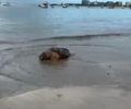 Tartaruga-cabeçuda é encontrada morta na Praia de Ponta Verde