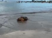 Tartaruga-cabeçuda é encontrada morta na Praia de Ponta Verde