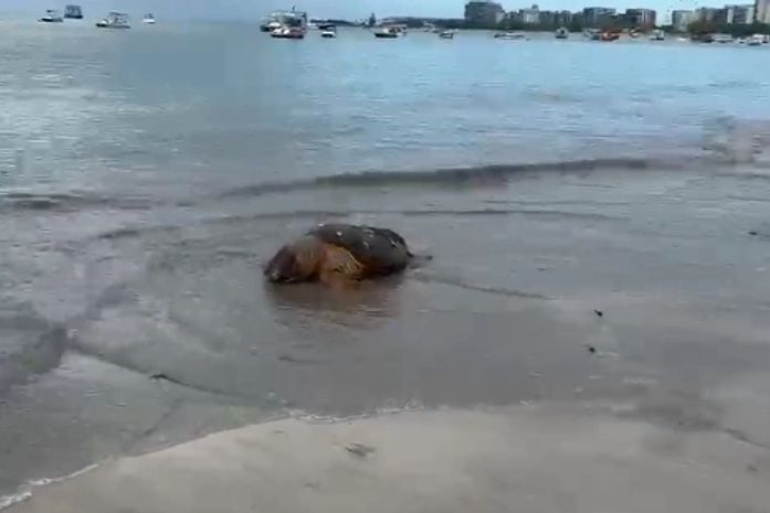 Tartaruga-cabeçuda é encontrada morta na Praia de Ponta Verde