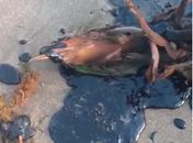 Manchas de óleo apareceram na Praia de Japaratinga, Litoral Norte de Alagoas.